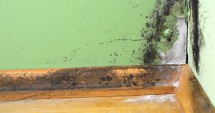 water contamination mold sauses